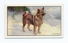 Elkhound gallaher 1936 for sale  COLEFORD