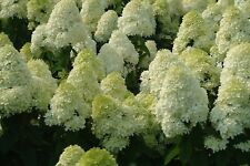 Hydrangea paniculata limelight for sale  Jasper