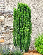 sky pencil holly for sale sky pencil holly for sale Mcminnville