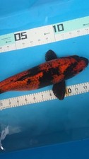 15in flash kage for sale  Punta Gorda