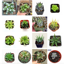 Haworthia succulent plants for sale  Morgan Hill