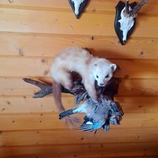 Tierpräparat wiesel eichelhä gebraucht kaufen  Eberswalde