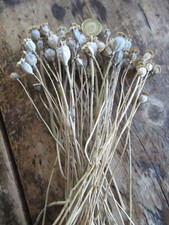 English dried flower for sale  HEREFORD
