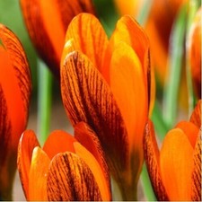 Botanische krokusse range gebraucht kaufen  Emden