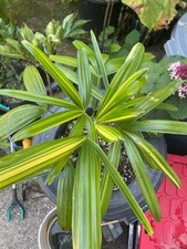 Japanese variegated rhapis for sale  Franklin