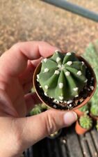 Easter lily cactus for sale  Ireland