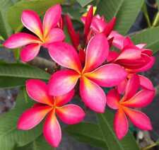 Fresh cut pink for sale  Garden Grove