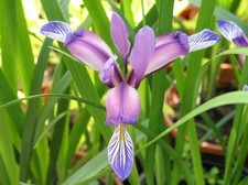 Gras schwertlilie im gebraucht kaufen Gras schwertlilie im gebraucht kaufen  Essen