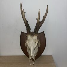 Roe deer skull for sale  OLDHAM