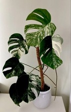 Monstera deliciosa albo for sale  Fort Lee