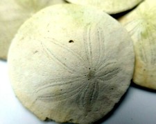 Sand dollar shell for sale  Ben Lomond