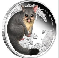 Bush babies possum for sale  Murphy