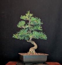 Bonsai pino bambina usato  Spedire a Italy