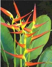 Heliconia latispatha bananen gebraucht kaufen  Altrip