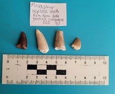 Mosasaur teeth for sale Mosasaur teeth for sale  LIVERPOOL