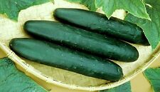 Usado, STRAIGHT OITO SEMENTES DE PEPINO * 20 CONTAGEM PKT. * FRUTAS DE 8 POLEGADAS * VIGOROSAS *  comprar usado  Enviando para Brazil