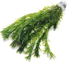 K2aqua elodea densa for sale  UK