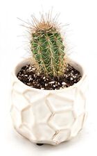 Usado, Vaso de cerâmica decorativo branco vivo Sonora Desert Saguaro Cactus, 4"  comprar usado  Enviando para Brazil