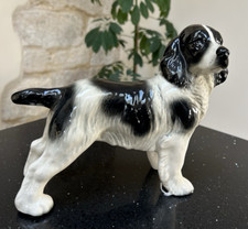 Beautiful springer cocker for sale  MILTON KEYNES