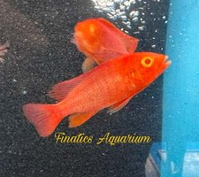 peacock cichlid for sale peacock cichlid for sale Discovery Bay