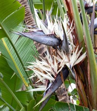 Strelitzia augusta weiße usato  Napoli