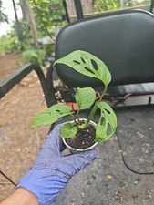 Monstera adansonii inch for sale  Englewood