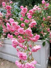 Pink bush rose for sale  MAIDSTONE