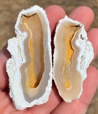 Agatized coral fossil for sale  Tucson