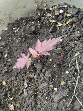 Bloodgood japanese fresh for sale  Newfoundland