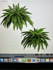 Nearly natural artificial for sale  Dansville