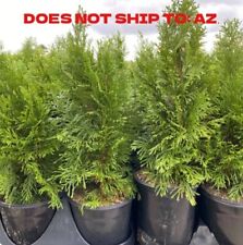 Leyland cypress 1gal for sale  Miami