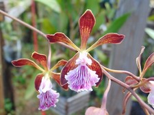 Encyclia phoenicea bloom for sale  Arcadia