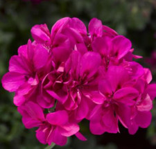 Geranium ivy league for sale  Winthrop