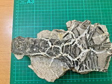 Fossil sword fish for sale  HASTINGS