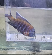 Blue dragon blood for sale  Marshfield