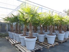 Xxl palme winterhart gebraucht kaufen  Goch