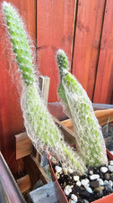 Cotton coral cactus for sale  Dallas