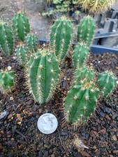 Update cactus echinopsis for sale  Monticello