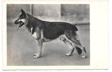 Usado, Cartão postal lindo de cachorro - cão pastor alemão - Alsaciano / 1939 comprar usado  Enviando para Brazil