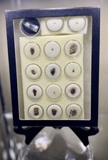 Instant meteorite collection for sale  Fort Lauderdale