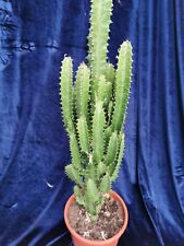 African milk tree for sale  BRISTOL