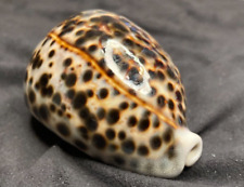 Cypraeidae cypraea tigris for sale  Charlottesville