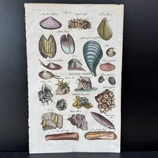 1657 Impressão de gravura Merian colorida à mão concha Jonston Historia Naturalis comprar usado 1657 Impressão de gravura Merian colorida à mão concha Jonston Historia Naturalis comprar usado  Enviando para Brazil