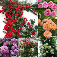 100pcs rose grimpante d'occasion  Expédié en France