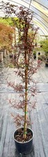 Acer palmatum winter for sale  Mount Pleasant
