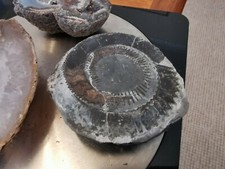 Polished rocks fossil for sale  DONCASTER