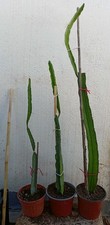 Piante vaso radicate usato  Mazara del Vallo