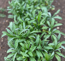 Wallflower plants fair for sale  GLOUCESTER