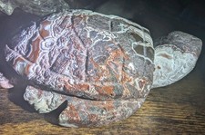 DESLUMBRANTE tartaruga mexicana de ágata de renda louca, olhe para aquelas bolhas drusas!!!!! comprar usado DESLUMBRANTE tartaruga mexicana de ágata de renda louca, olhe para aquelas bolhas drusas!!!!! comprar usado  Enviando para Brazil