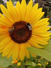 Tournesols multifleurs grammes d'occasion  Villeneuve-d'Ascq-